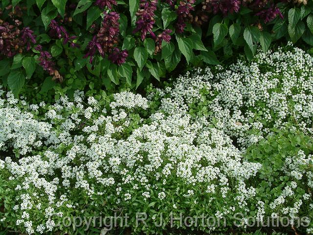 Alyssum and salvia